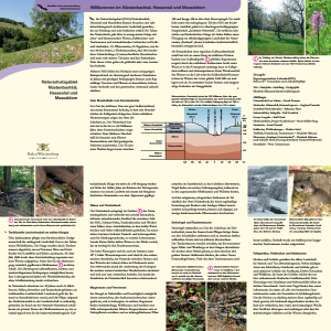 Bild der Titelseite der Publikation: Naturschutzgebiet Nüstenbachtal, Hessental und Masseldorn