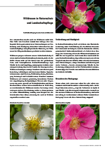 Bild der Titelseite der Publikation: Wildrosen in Naturschutz und Landschaftspflege