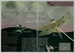 Bild der Titelseite der Publikation: Libellen
