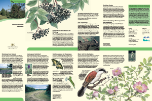 Bild der Titelseite der Publikation: Naturschutzgebiet Venusberg