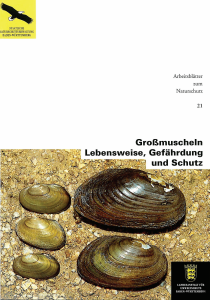 Bild der Titelseite der Publikation: Großmuscheln
